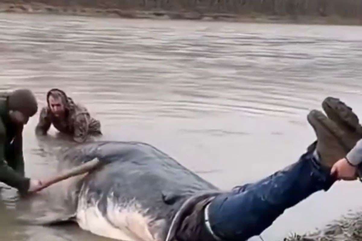 Viral Video: इंसान को निगल गई मछली!  फैक्ट चेक में बड़ा खुलासा