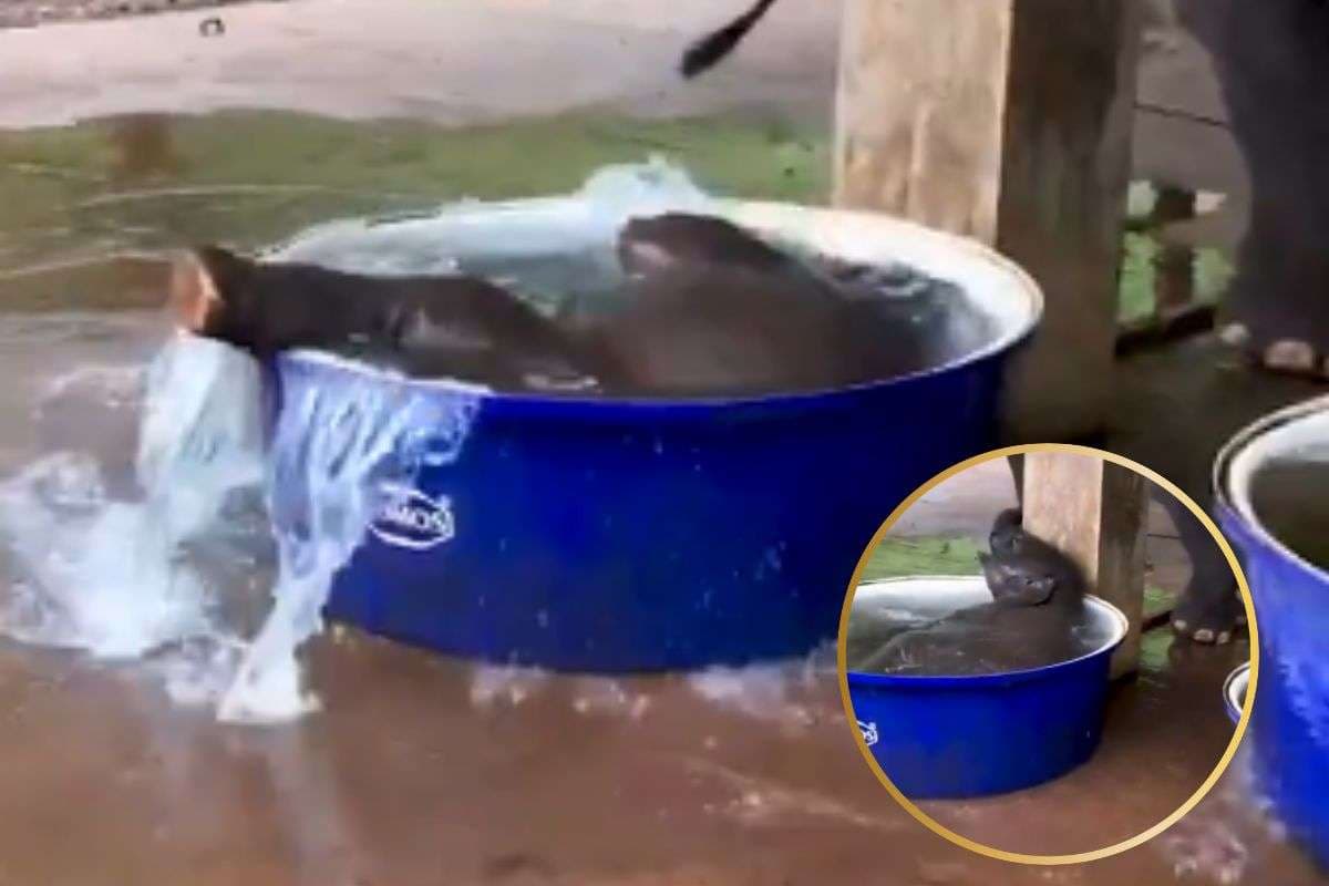 Viral Video : बहुत गर्मी है नहाने दो, बाथटब में घुस गया हाथी का बच्चा