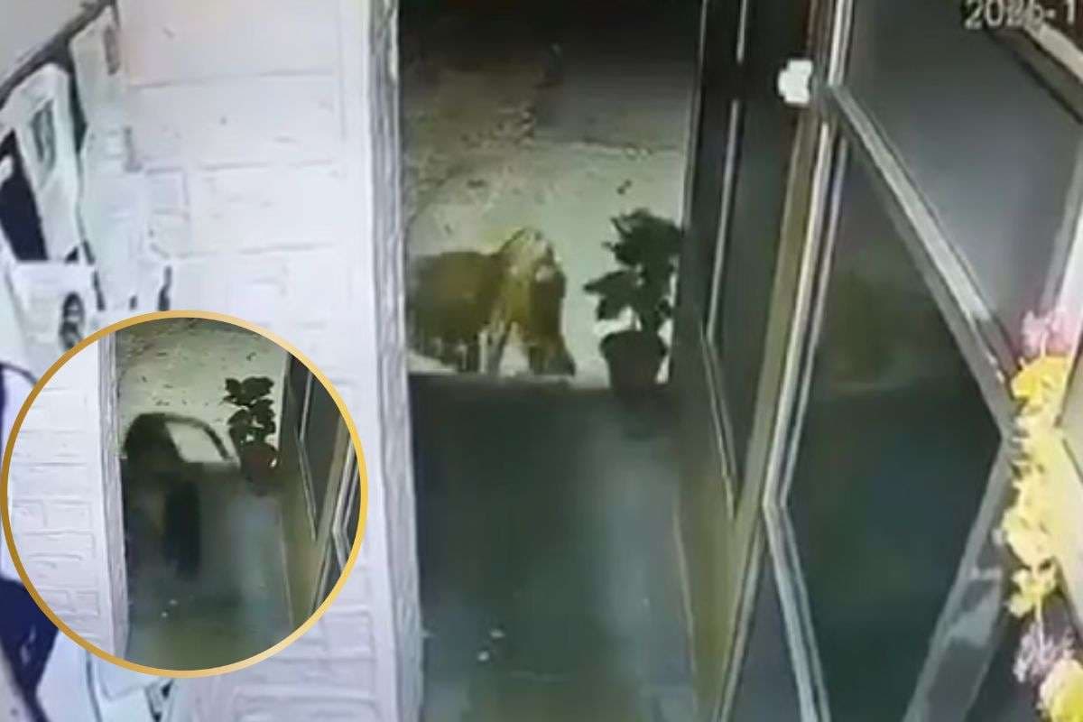 Viral Video : पुलिस स्टेशन के अंदर घुसा तेंदुआ, उठा ले गया पालतू कुत्ते को