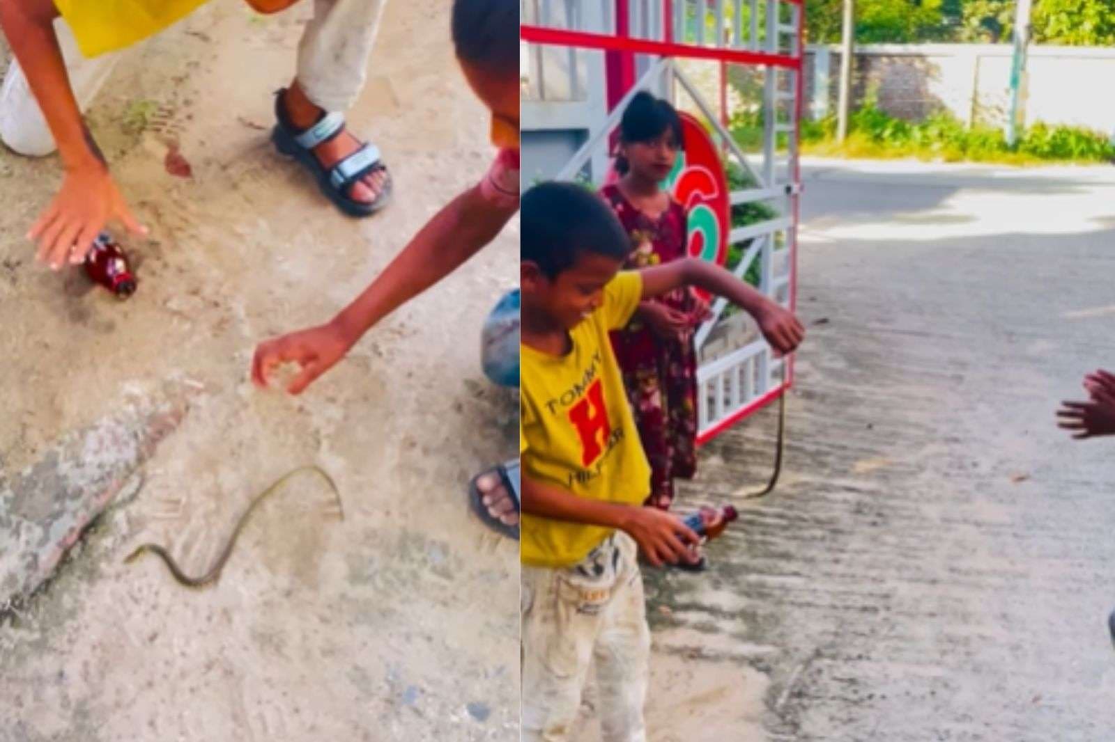 Viral Video: बच्चे नहीं, ये हैं खतरों के खिलाड़ी, सांप को पकड़कर किया बोतल में बंद, वायरल हो रहा वीडियो