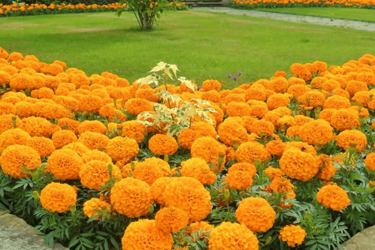 Winter flower gardening tips in Hindi