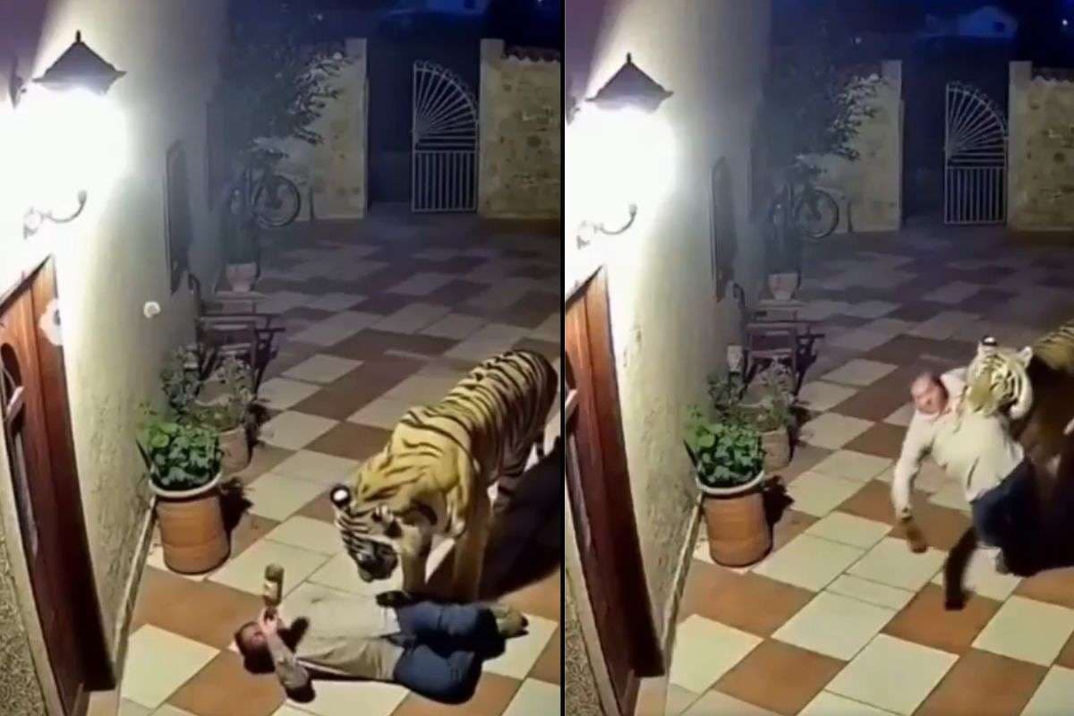 Viral Video: शराबी को घर छोड़ते बाघ का वीडियो वायरल, असली या AI?