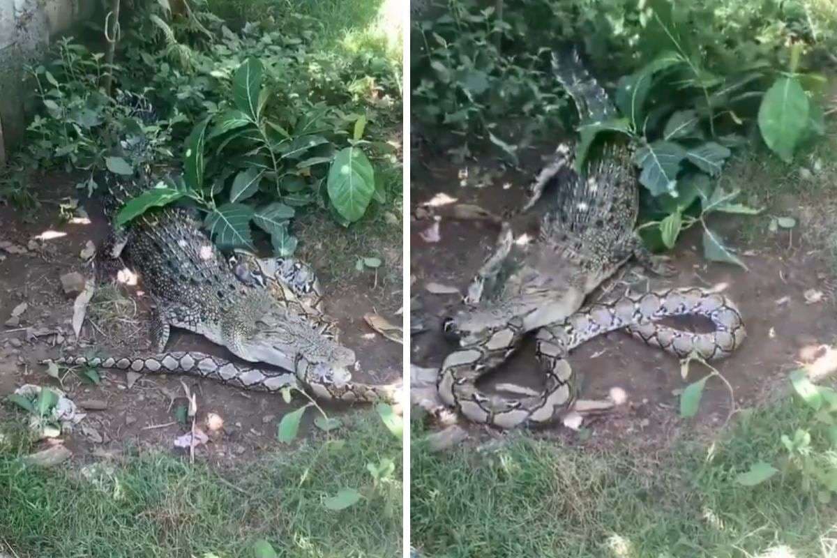 Viral Video: अजगर और मगरमच्छ में भयंकर लड़ाई, जानिए कौन जीता मुकाबला? वायरल हो रहा वीडियो