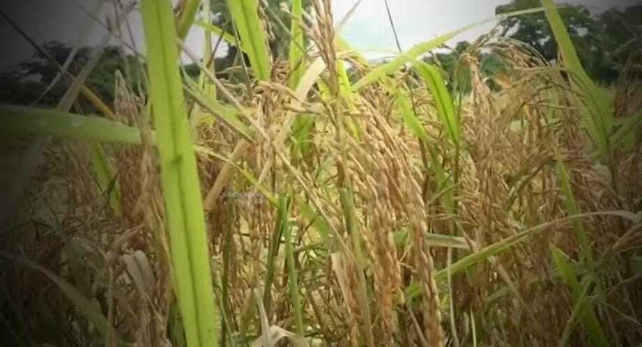 Bhagalpur news बारिश से किसानों की चिंता बढ़ी, धान की फसल को नुकसान