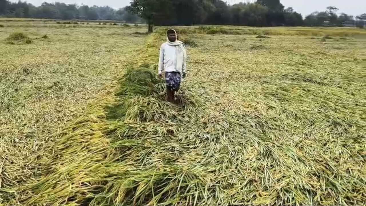 तीन दिनों से हो रही बारिश से मक्का व धान को नुकसान