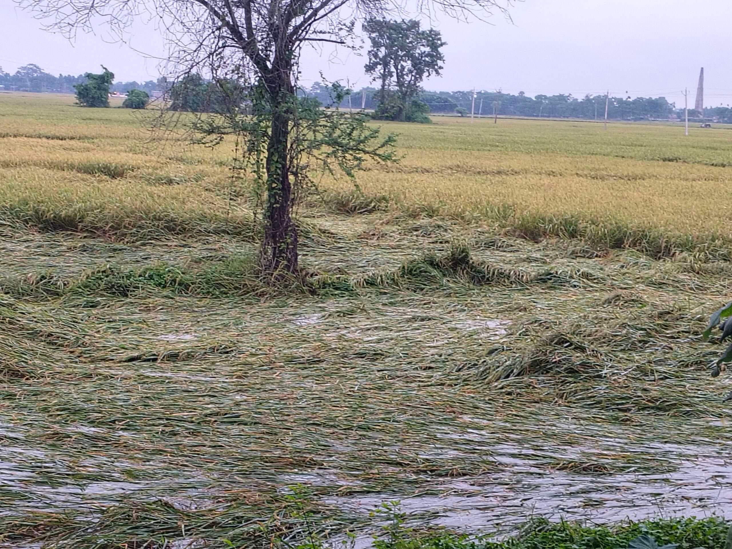 बारिश व हवा से धान की खेती को नुकसान