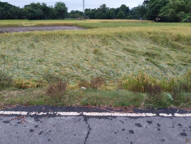 मोंथा तूफान से धान की फसल को व्यापक नुकसान, बारिश से जन जीवन अस्त व्यस्त, बढ़ी ठंड