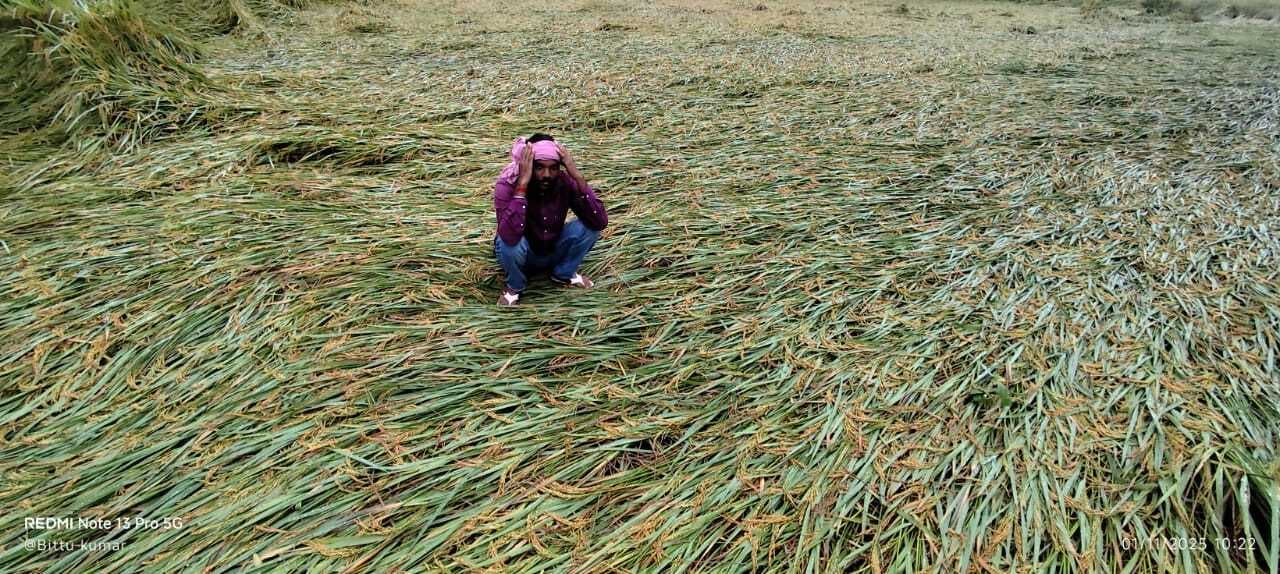 बारिश से धान की फसल बर्बाद, चुनाव प्रचार भी प्रभावित