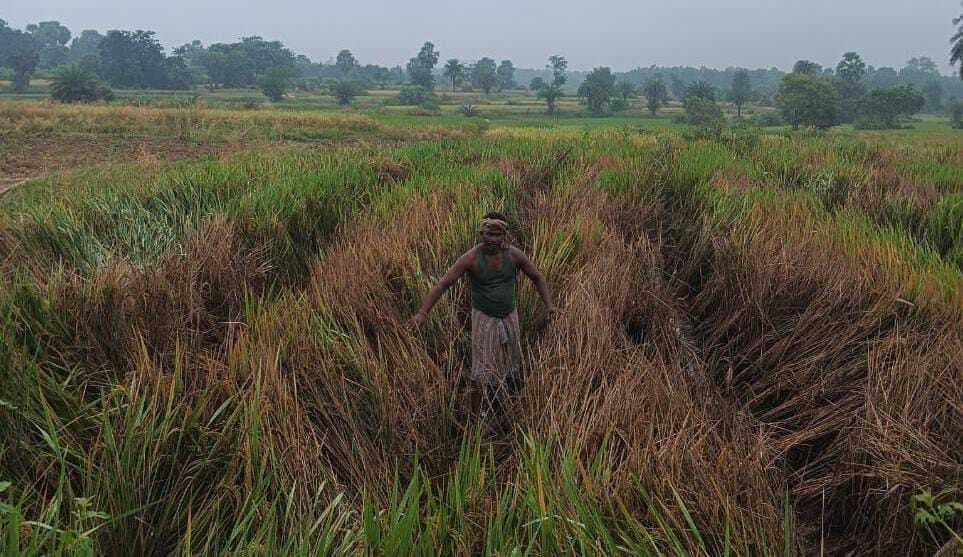 कुंडहित में धंसा रोग ने घान की आधी फसल चपेट में ली