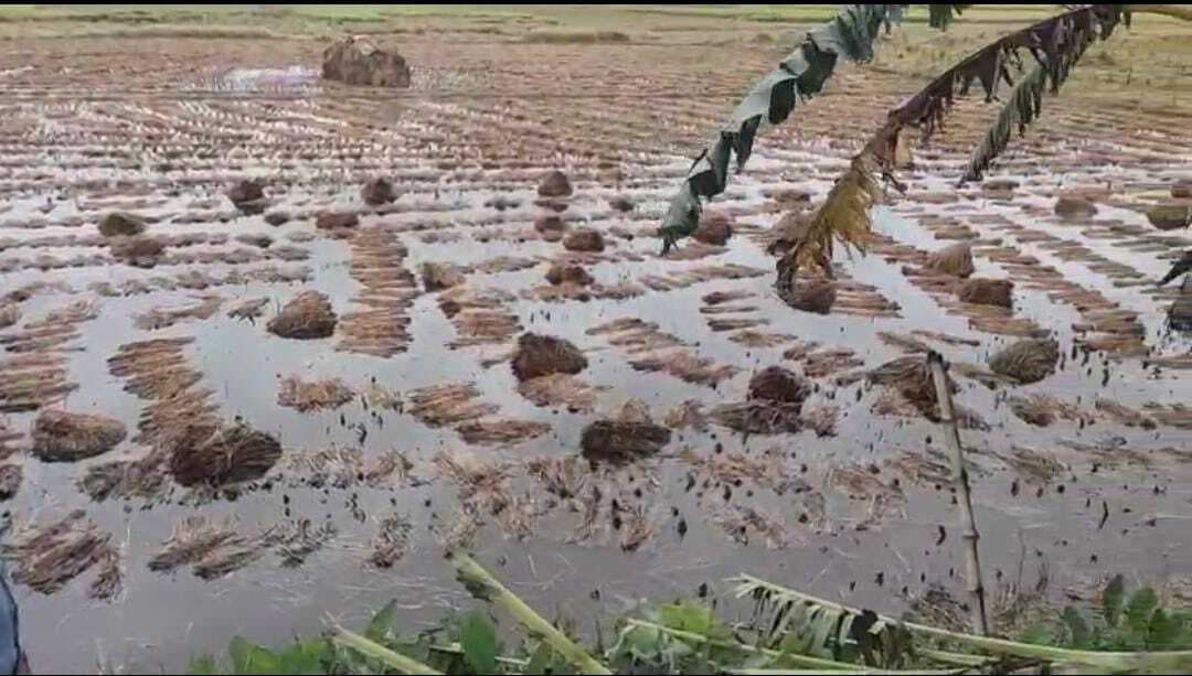 बैमोसम बारिश से जनजीवन अस्त-व्यस्त, किसानों के चेहरे के रंग उड़े