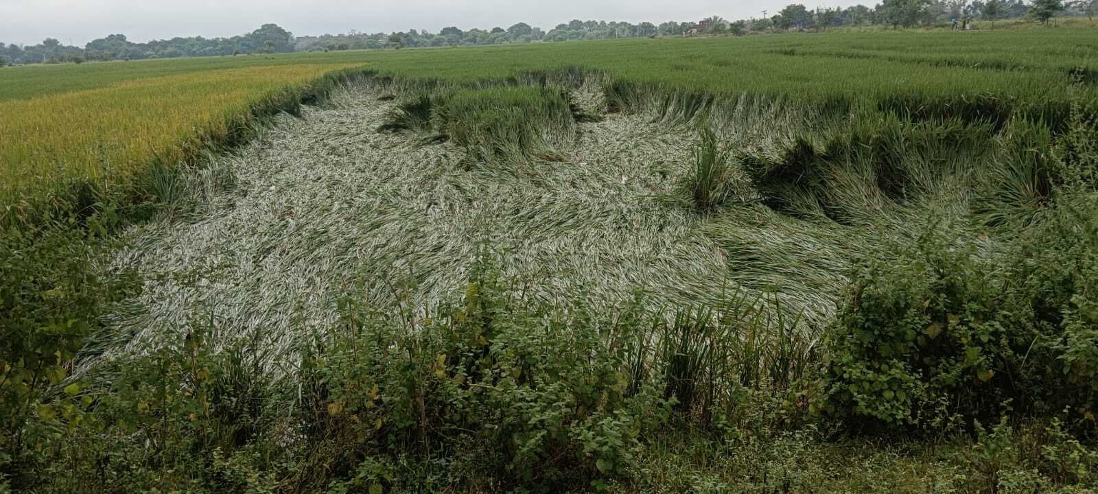 sasaram news : बेमौसम बारिश से धान व सब्जियों की फसलों को भारी नुकसान