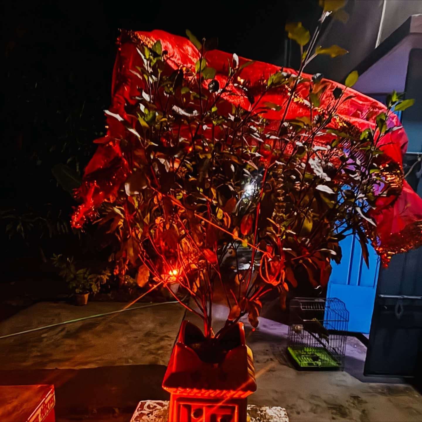 Bhagalpur news आस्था में डूबा सुलतानगंज, देवोत्थान एकादशी पर उमड़ी भीड़