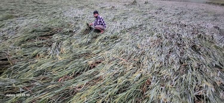 फसल क्षति मुआवजे की उठी मांग