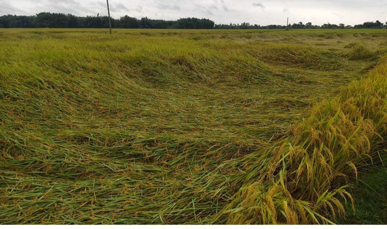 बारिश से धान की फसल खराब, सब्जियों को भी नुकसान