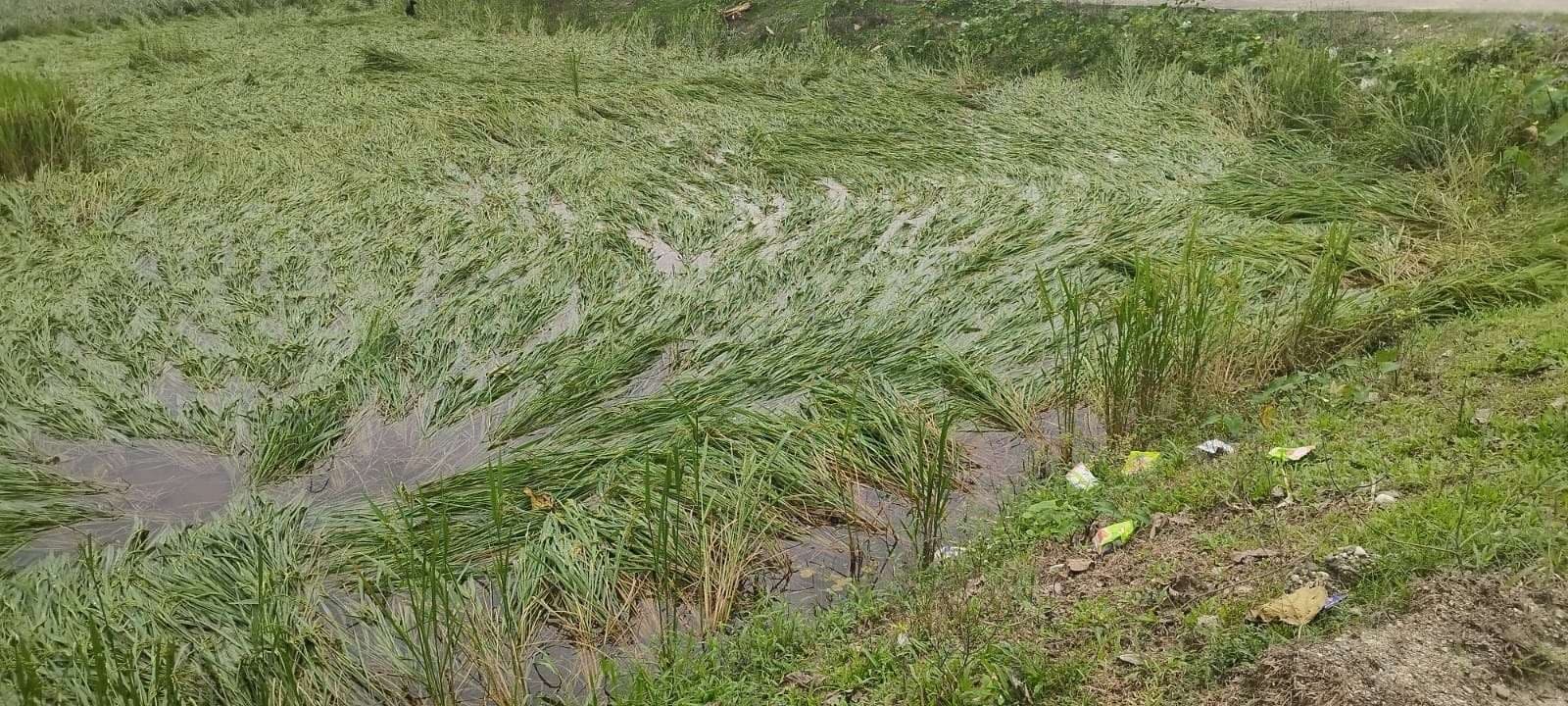 मोंथा तूफान से धान की फसल हुई बर्बाद