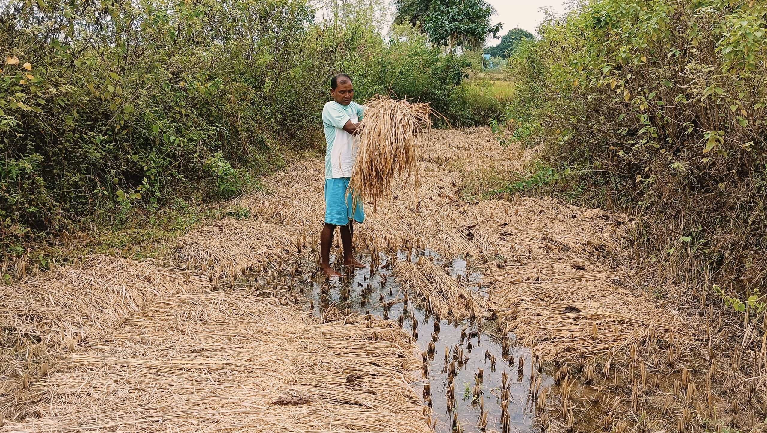 Chaibasa News : नहर के पानी ने बढ़ायी किसानों की चिंता, फसल डूबने का खतरा