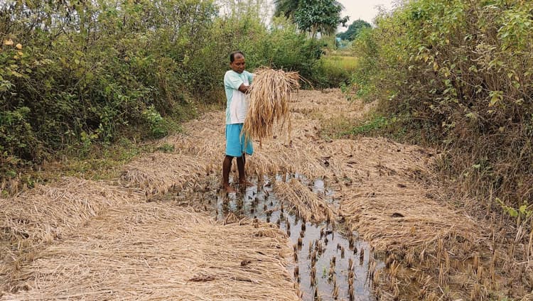 Chaibasa News : नहर के पानी ने बढ़ायी किसानों की चिंता, फसल डूबने का खतरा