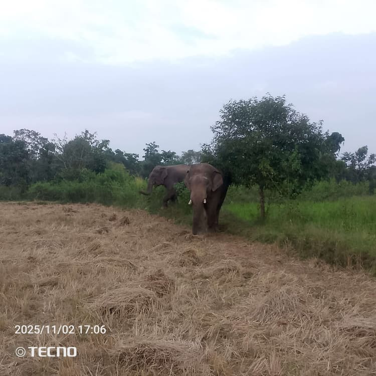 Chaibasa News : रात के अंधेरे में गांव में घुसे 17 हाथी, धान की फसल रौंदी