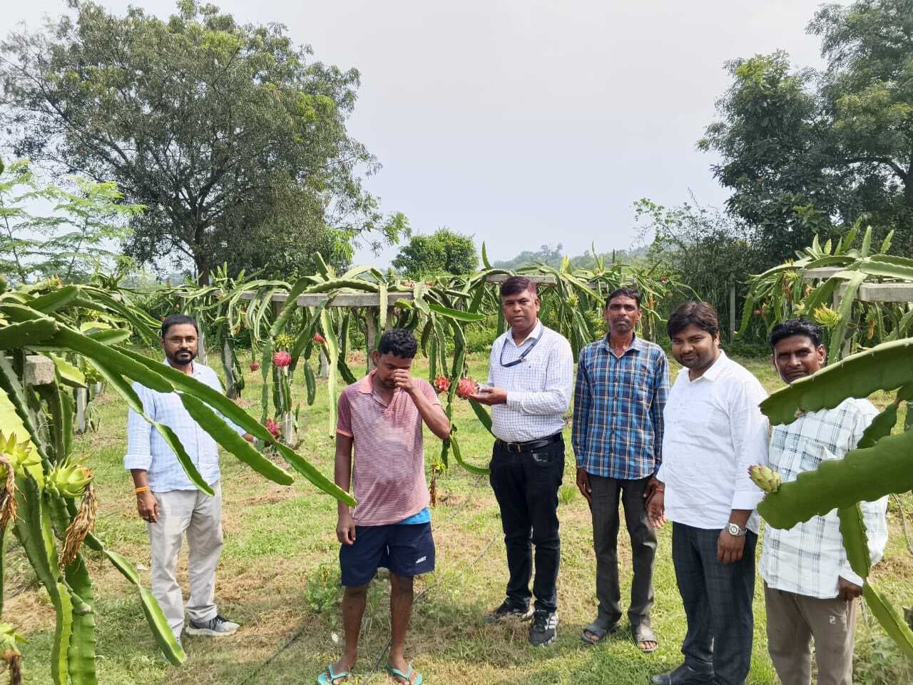 Seraikela Kharsawan News : ड्रैगन फ्रूट ने बदल दी बाराबाना के किसान की किस्मत