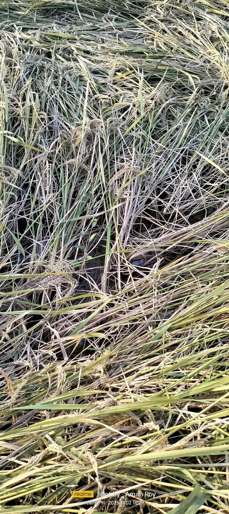 फसल क्षति के लिए मुआवजे की मांग की