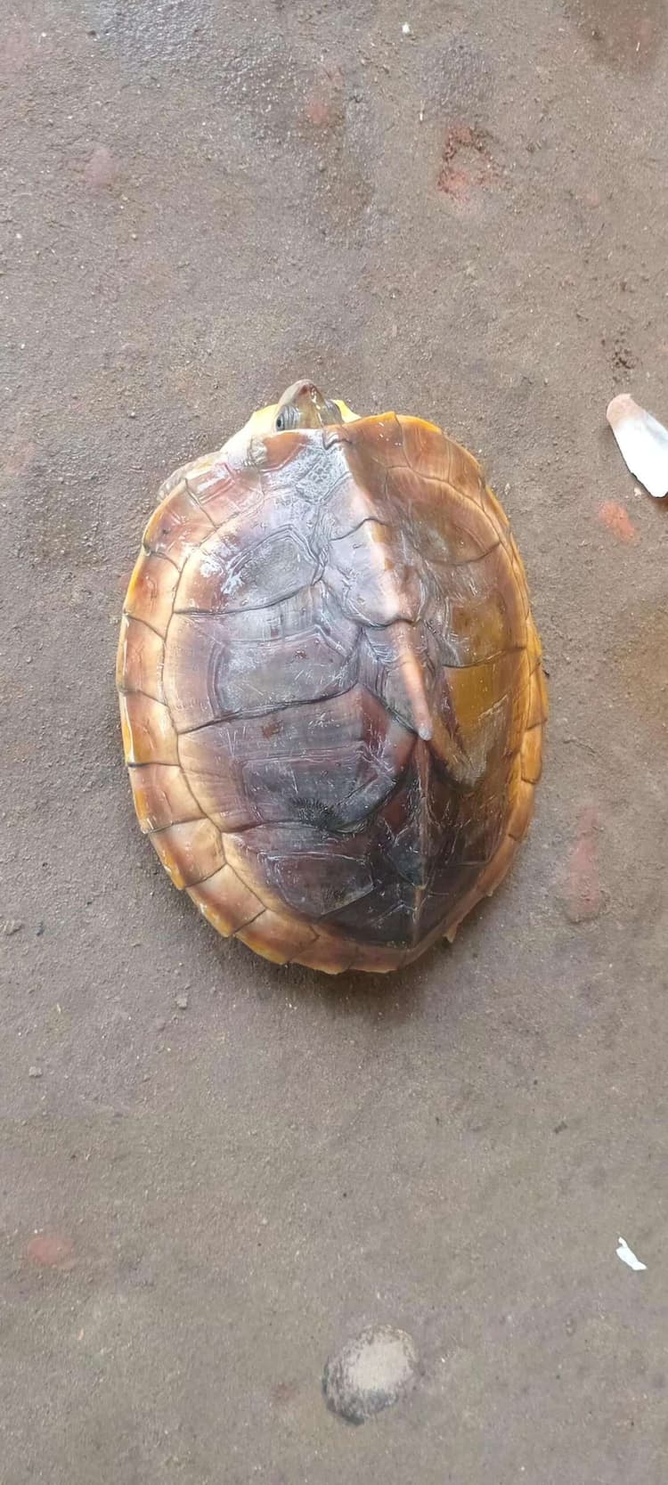 परमान नदी में मिला दुर्लभ प्रजाति का कछुआ