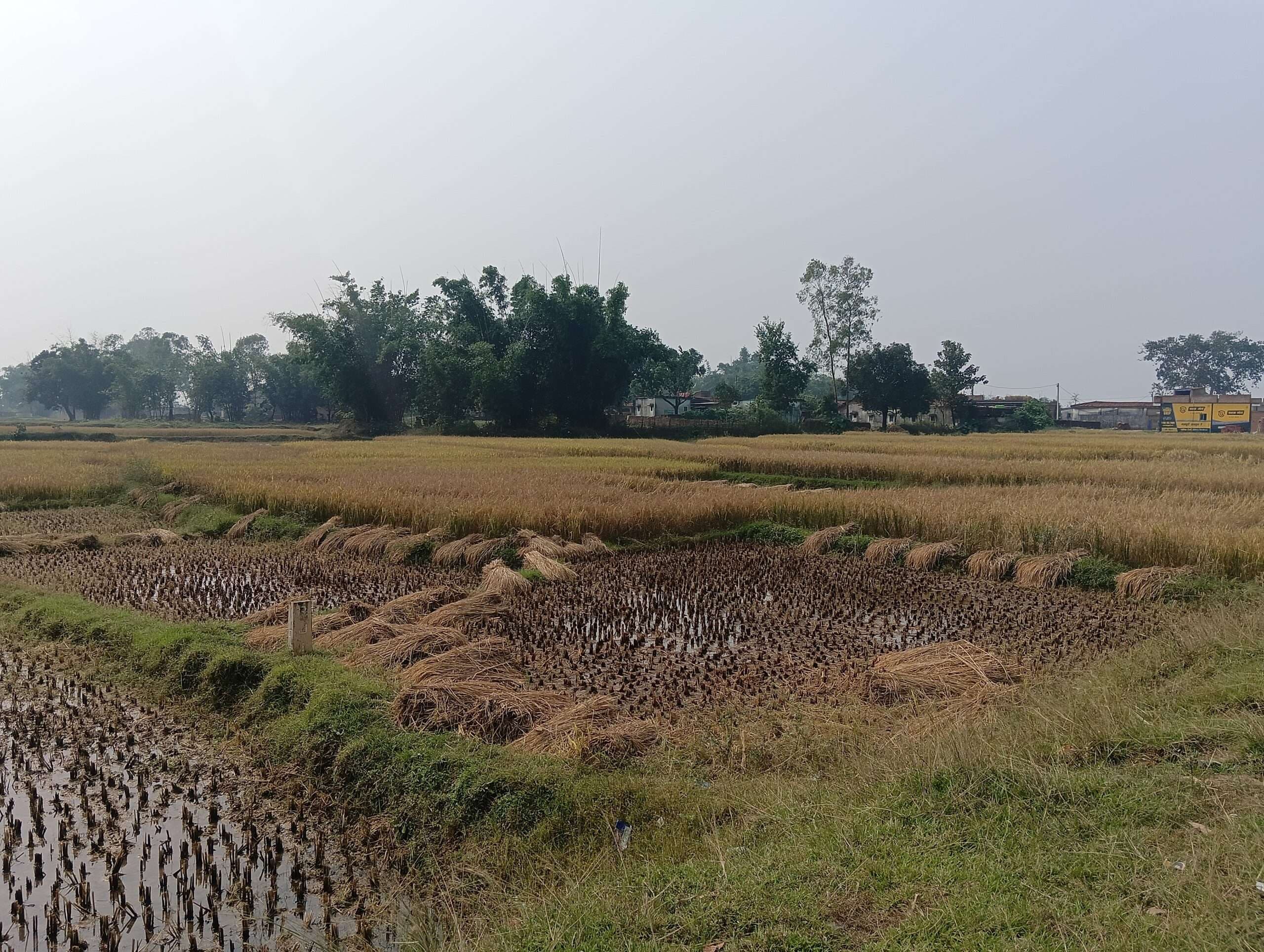 Giridih News :मौसम साफ होते ही धनकटनी में जुटे किसान