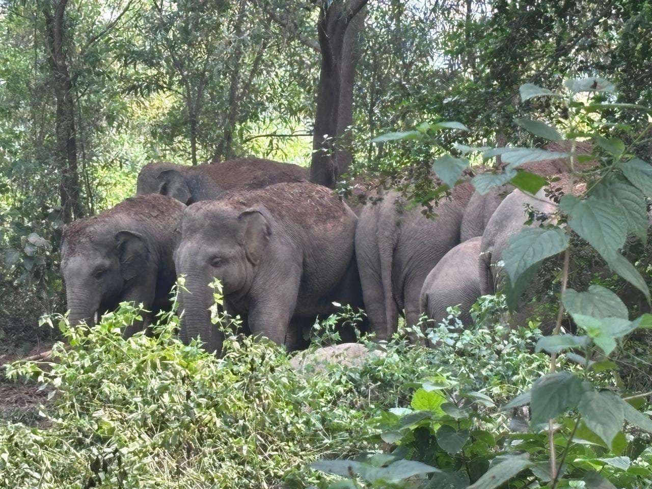 Seraikela Kharsawan News : 14 हाथियों के झुंड ने दी दस्तक, किसानों की चिंता बढ़ी