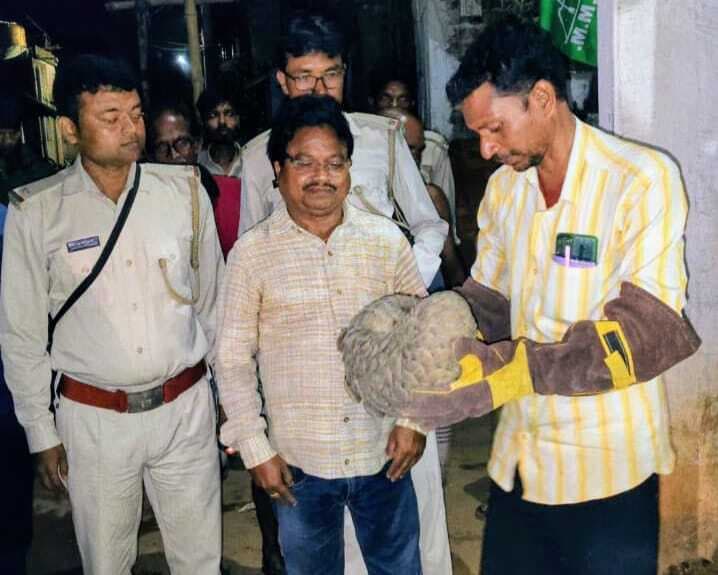 East Singhbhum News : धालभूमगढ़ में दुर्लभ प्रजाति का जीव पैंगोलिन मिला, वन विभाग को सौंपा