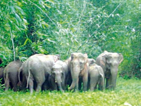 Jamshedpur News : रेलवे के कंट्रोल रूम में वन विभाग के अधिकारी भी बैठेंगे, कोल्हान में हाथियों के मूवमेंट को लेकर हॉट स्पॉट चिह्नित