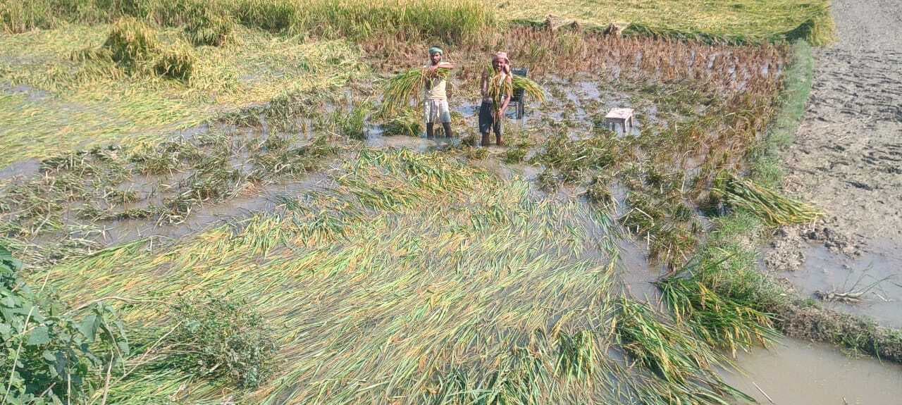 बारिश के बाद धान में बढ़ा रोग का खतरा, किसान परेशान