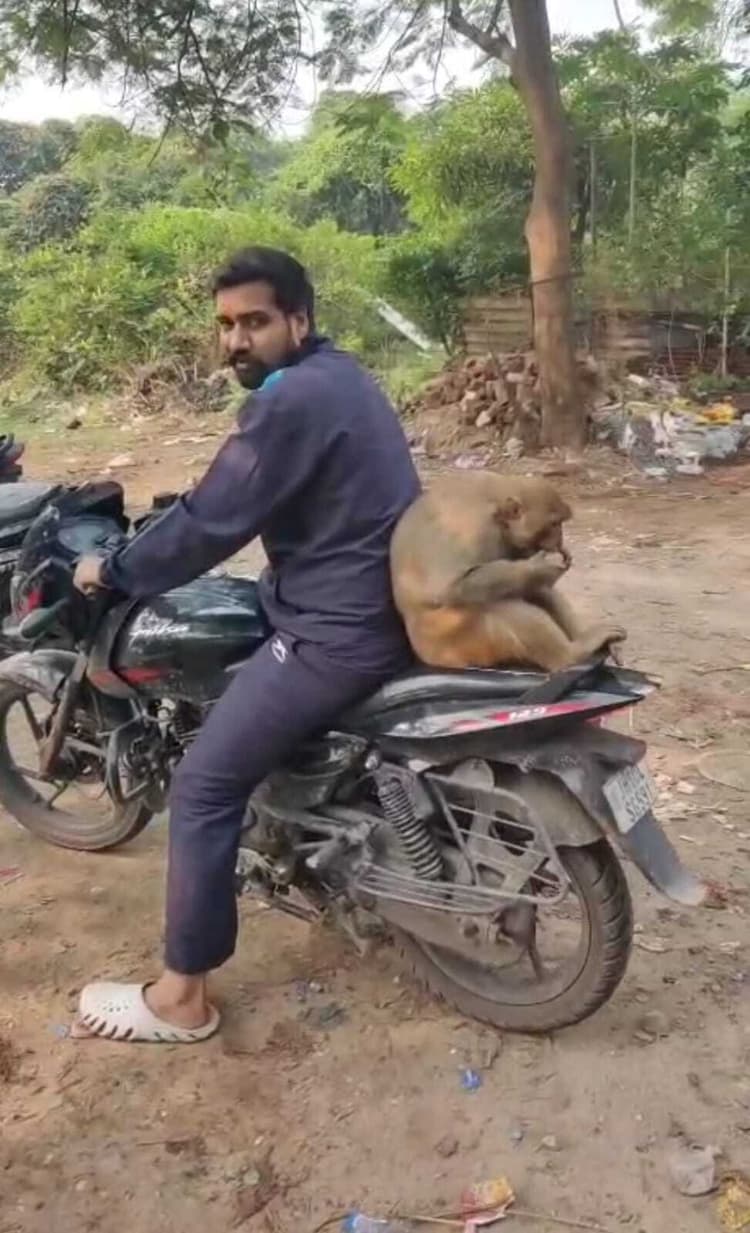 Dhanbad News : हाउसिंग कॉलोनी में बंदर का आतंक, वन विभाग कर्मी समेत कई को नोंचा