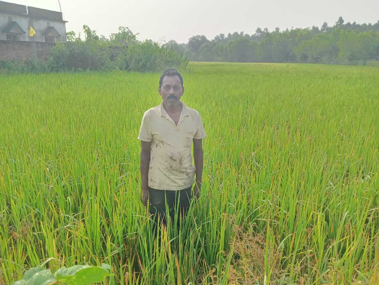 East Singhbhum News : चाकुलिया : लखन के धान में नहीं आयीं बालियां, भारी नुकसान की आशंका