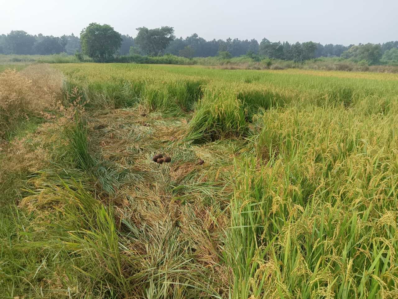 East Singhbhum News : हाथियों ने मचाया उत्पात, चाकुलिया के किसानों की मेहनत हुई बर्बाद