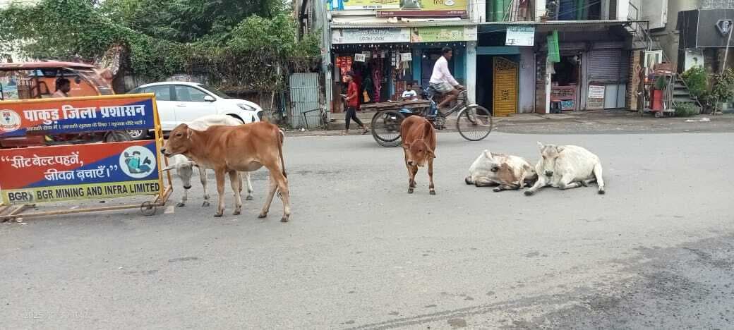 शहर में घूम रहे आवारा पशु, नप नहीं कर रही है कार्रवाई