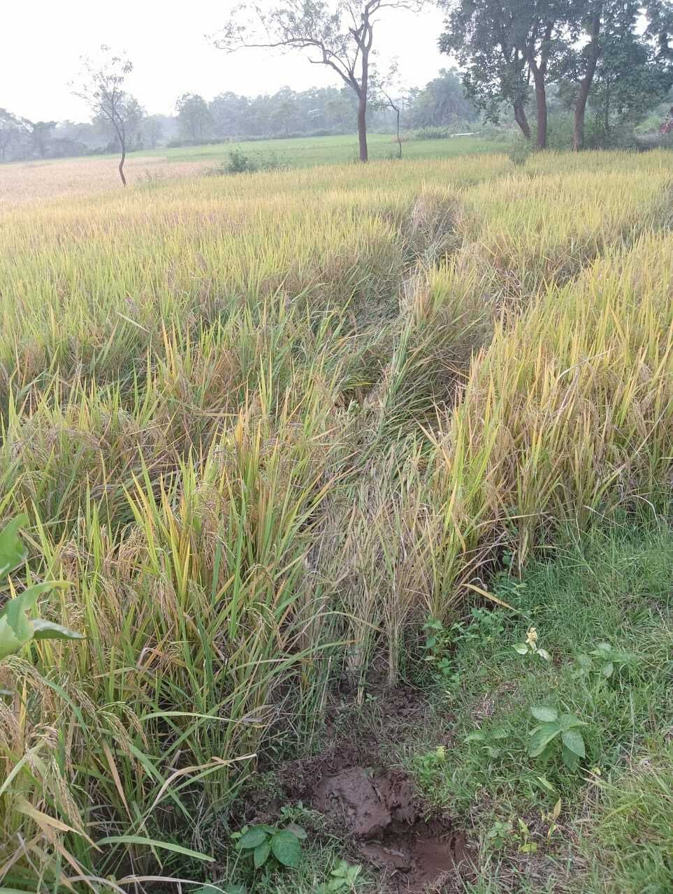 East Singhbhum News : कालापाथर में हाथियों ने फसल रौंदी खदेड़ने पर कुएं में गिरने से बचे गजराज