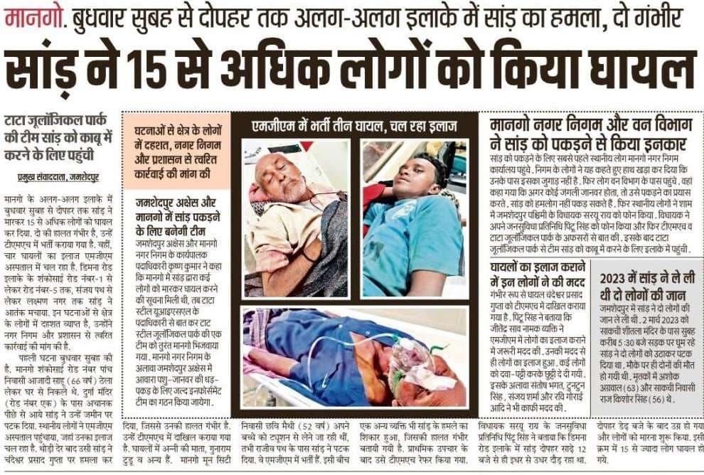 Jamshedpur News : शहर में सांड़ का आतंक, अलग-अलग इलाके में 15 से अधिक लोगों को किया घायल