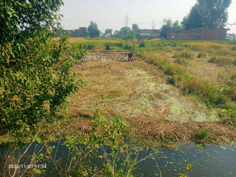 बारिश के एक सप्ताह बाद भी गांव के निकट खेतों में जलजमाव