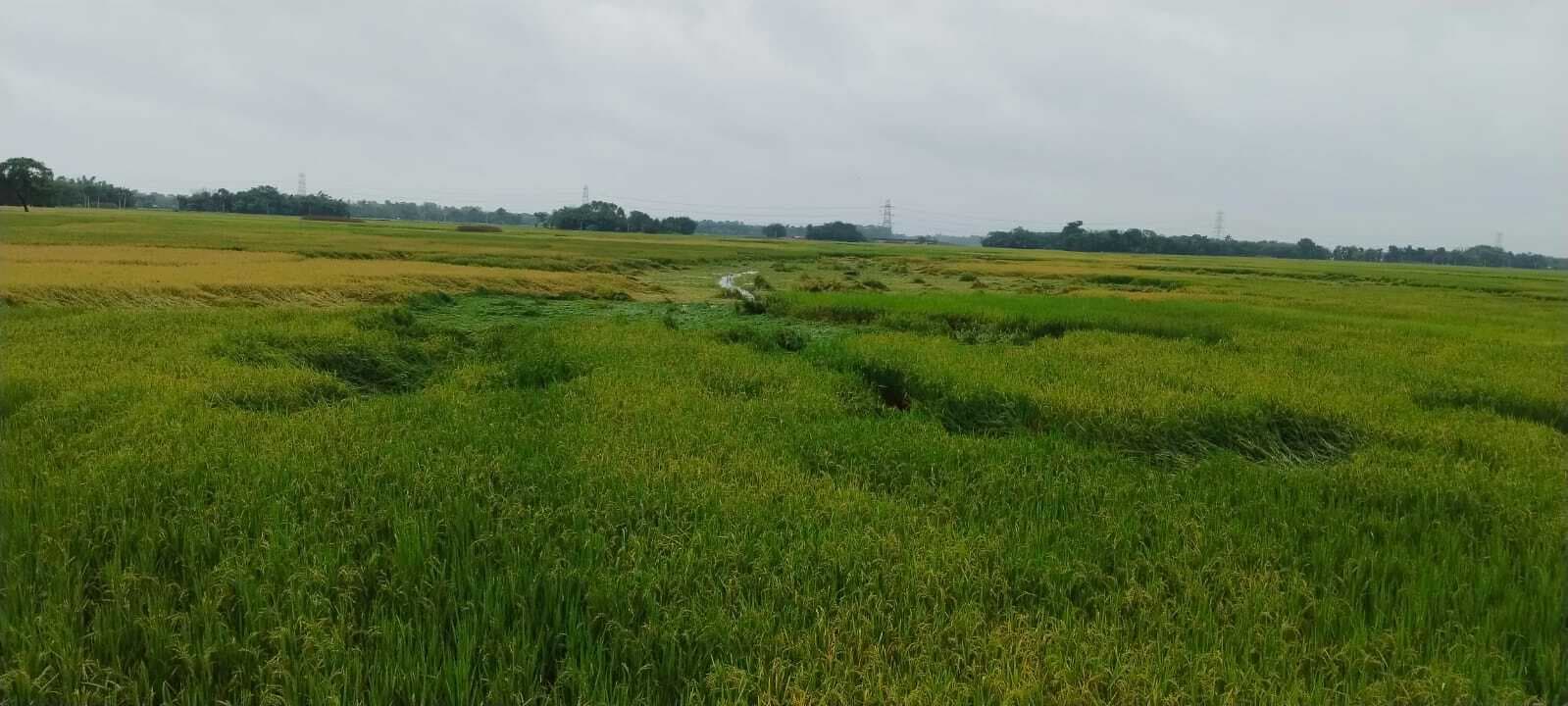 कटनी नहीं होने से धान खरीद की चल रही धीमी रफ्तार