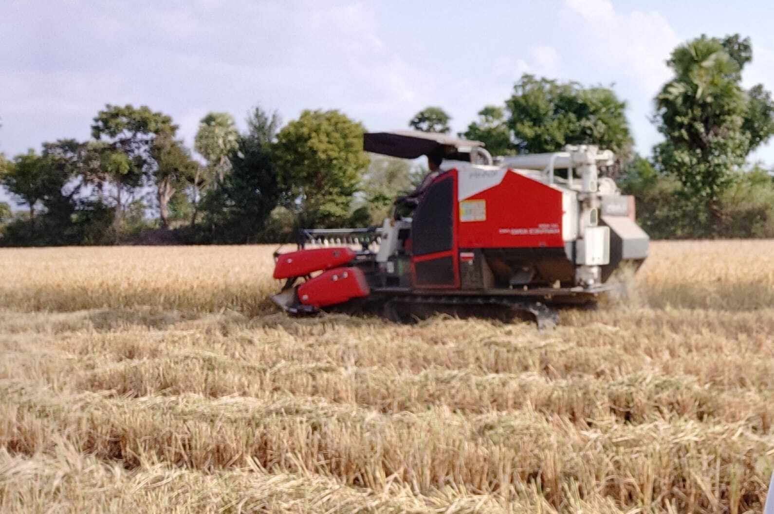 East Singhbhum News : मशीनों से धान कटाई बढ़ी समय और मेहनत की बचत