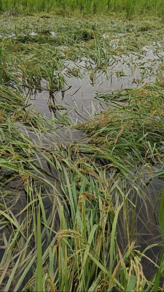 hajipur news. मोंथा तूफान से हुई फसल क्षति का किसानों को नहीं मिला मुआवजा