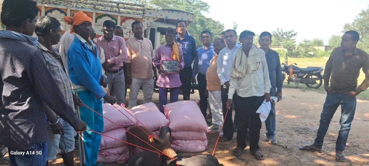 पशुधन योजना के तहत नौ के बीच सूकर का वितरण