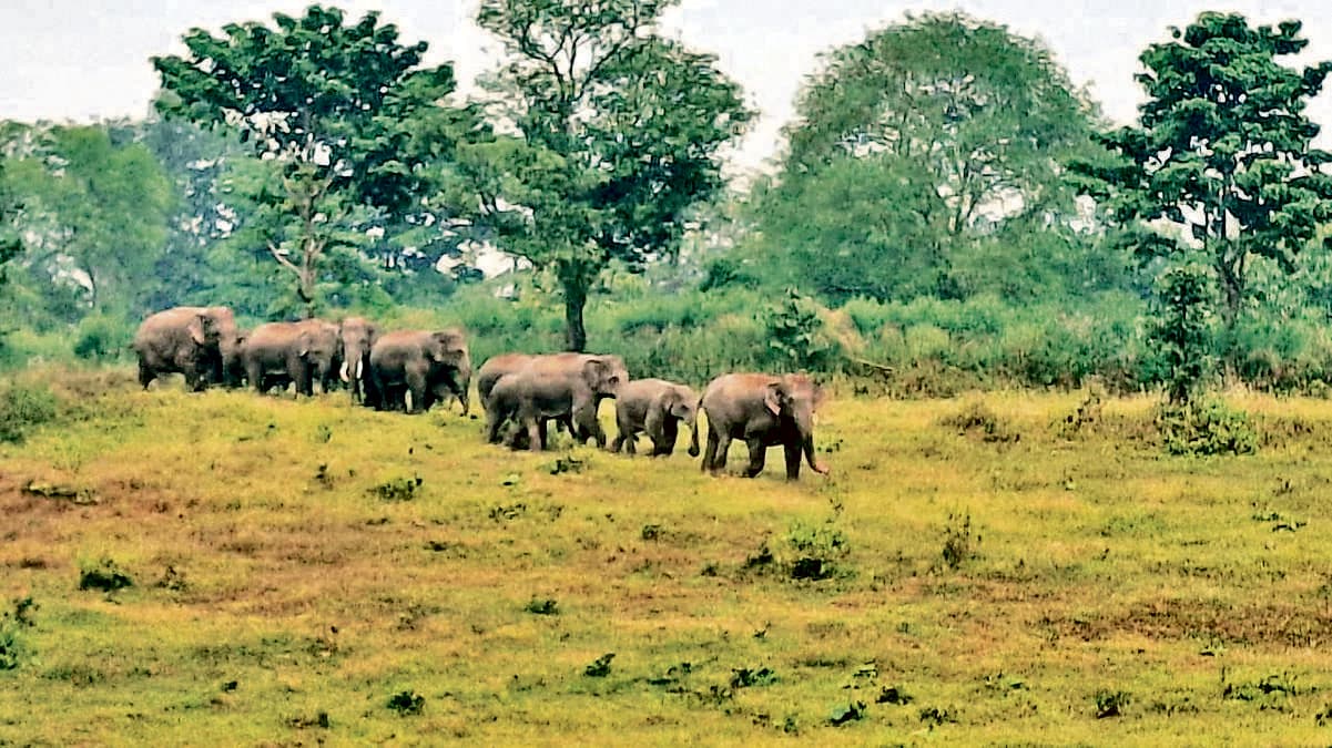 Seraikela Kharsawan News : चांडिल में फसलों को नुकसान पहुंचा रहे हाथी, ग्रामीण परेशान