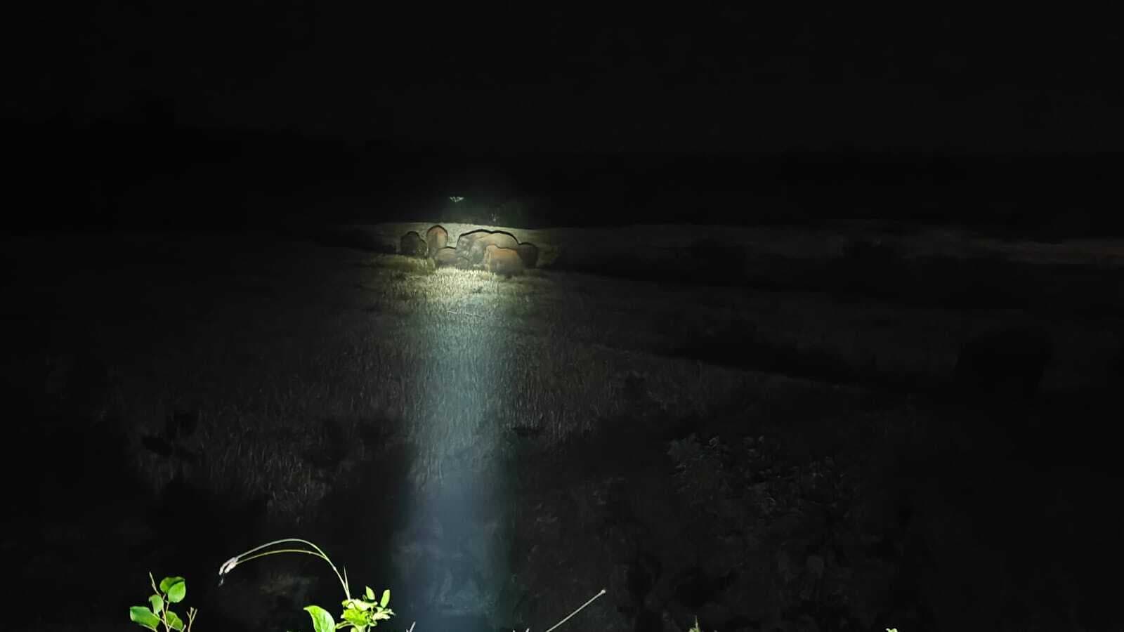 Giridih News :सरिया के झरहा जंगल में चहलकदमी कर रहे 26 गजराज