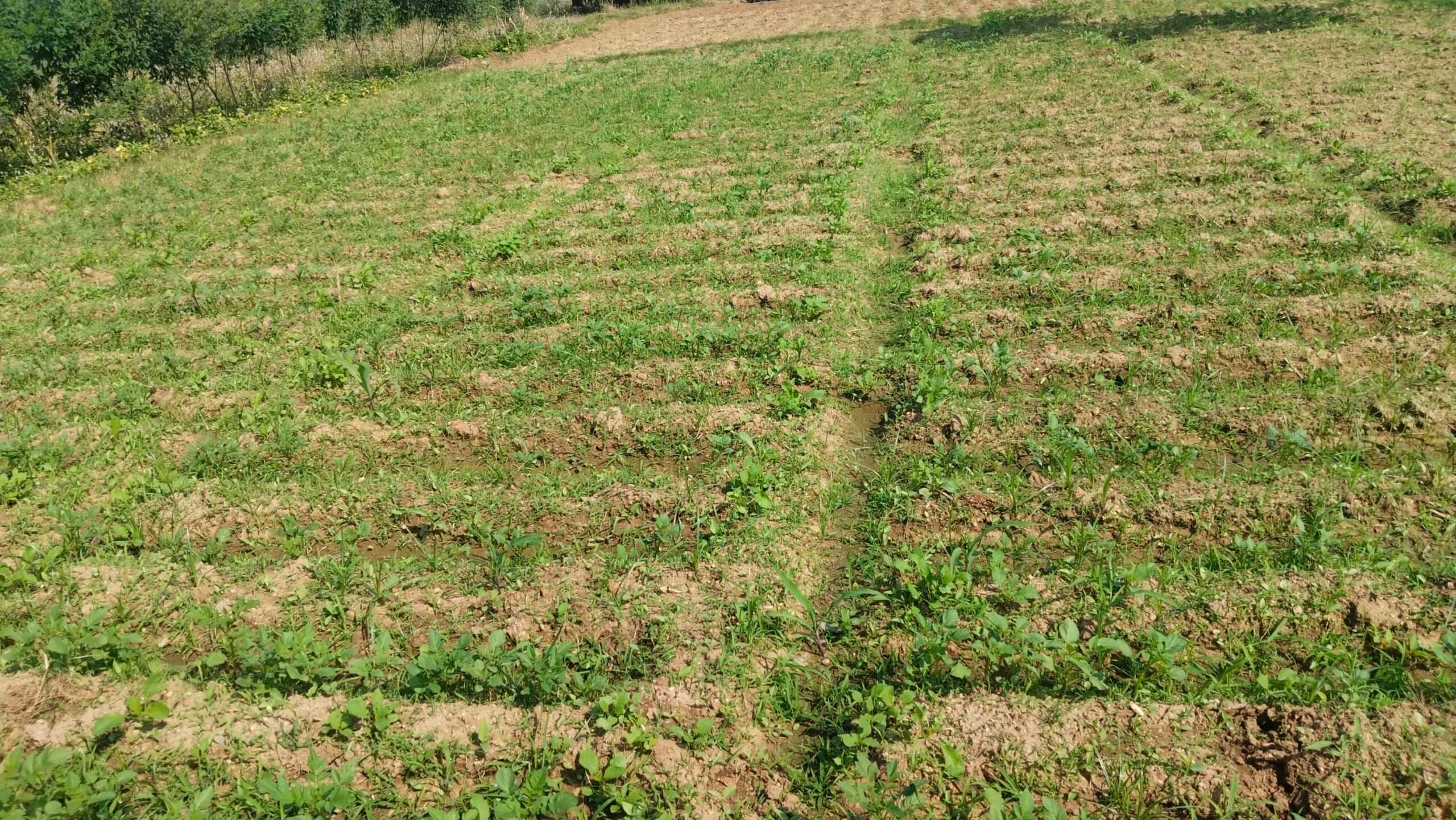 Bokaro News: बारिश से आलू की फसल प्रभावित, किसानों में मायूसी