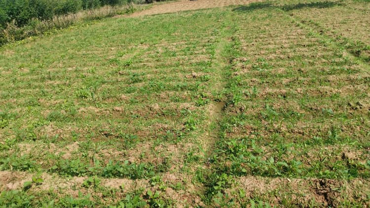 Bokaro News: बारिश से आलू की फसल प्रभावित, किसानों में मायूसी