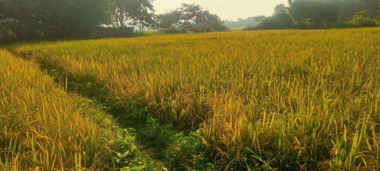 मजदूर के अभाव में धान की फसल की नहीं रही कटाई, किसान परेशान