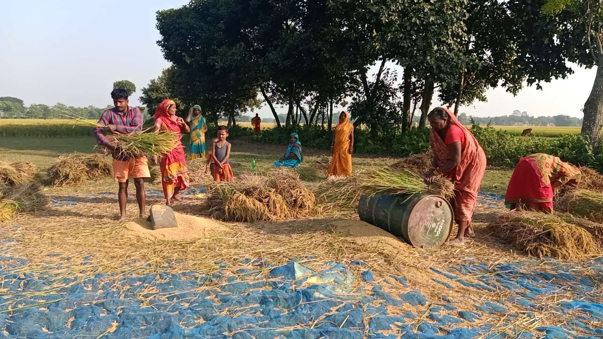धान फसलों की तैयारी में जुटे किसान
