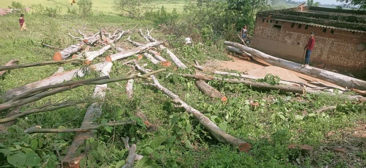 Bokaro News: मोचरो में सरकारी यूकेलिप्टस पेड़ों की कटाई से ग्रामीणों में रोष