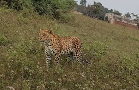 Dhanbad News: ढांगी पहाड़ के तलहटी पर दिखा तेंदुआ, ग्रामीण भयभीत