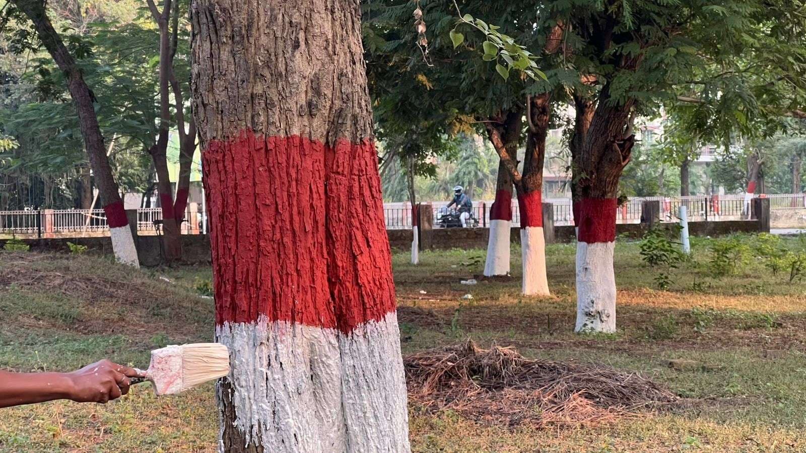 दीक्षांत समारोह को लेकर एमयू में शुरू हुआ स्वच्छता व सौंदर्यीकरण अभियान